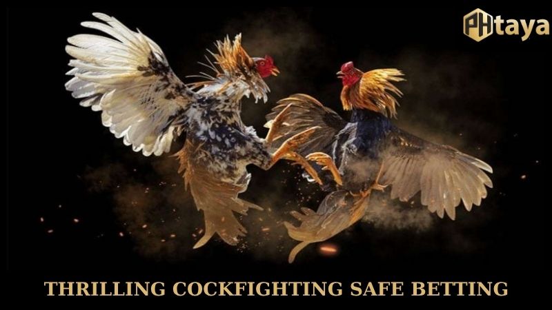 PHtaya - Transparent betting platform, strong reputation 9 Thrilling Phtaya cockfighting safe betting